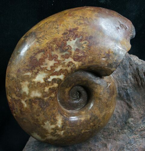Lytoceras Ammonite From France - Polished #7822